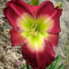 Photo courtesy of Rainbow Daylilies & Irises, Australia