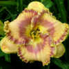 Photo courtesy of Rainbow Daylilies & Irises, Australia