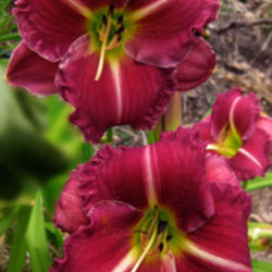 
Photo courtesy of Rainbow Daylilies & Irises, Australia