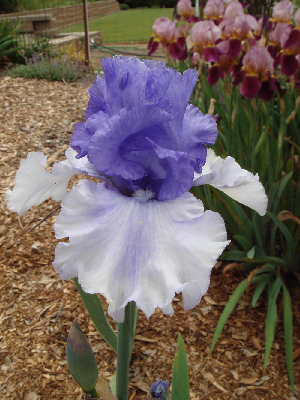 Photo of Tall Bearded Iris (Iris 'Chance of Showers') uploaded by Henhouse