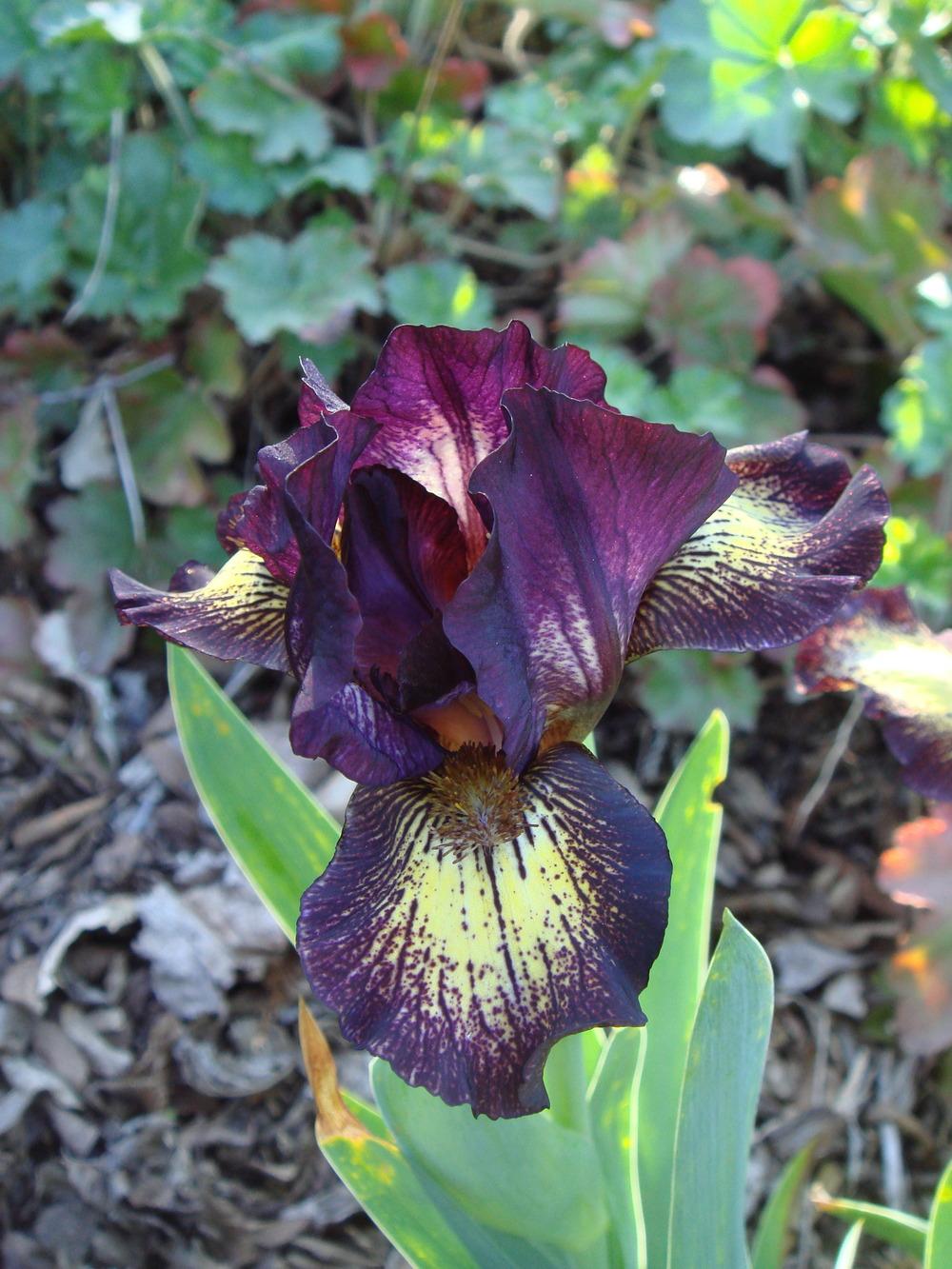Photo of Standard Dwarf Bearded Iris (Iris 'Gimmick') uploaded by Henhouse