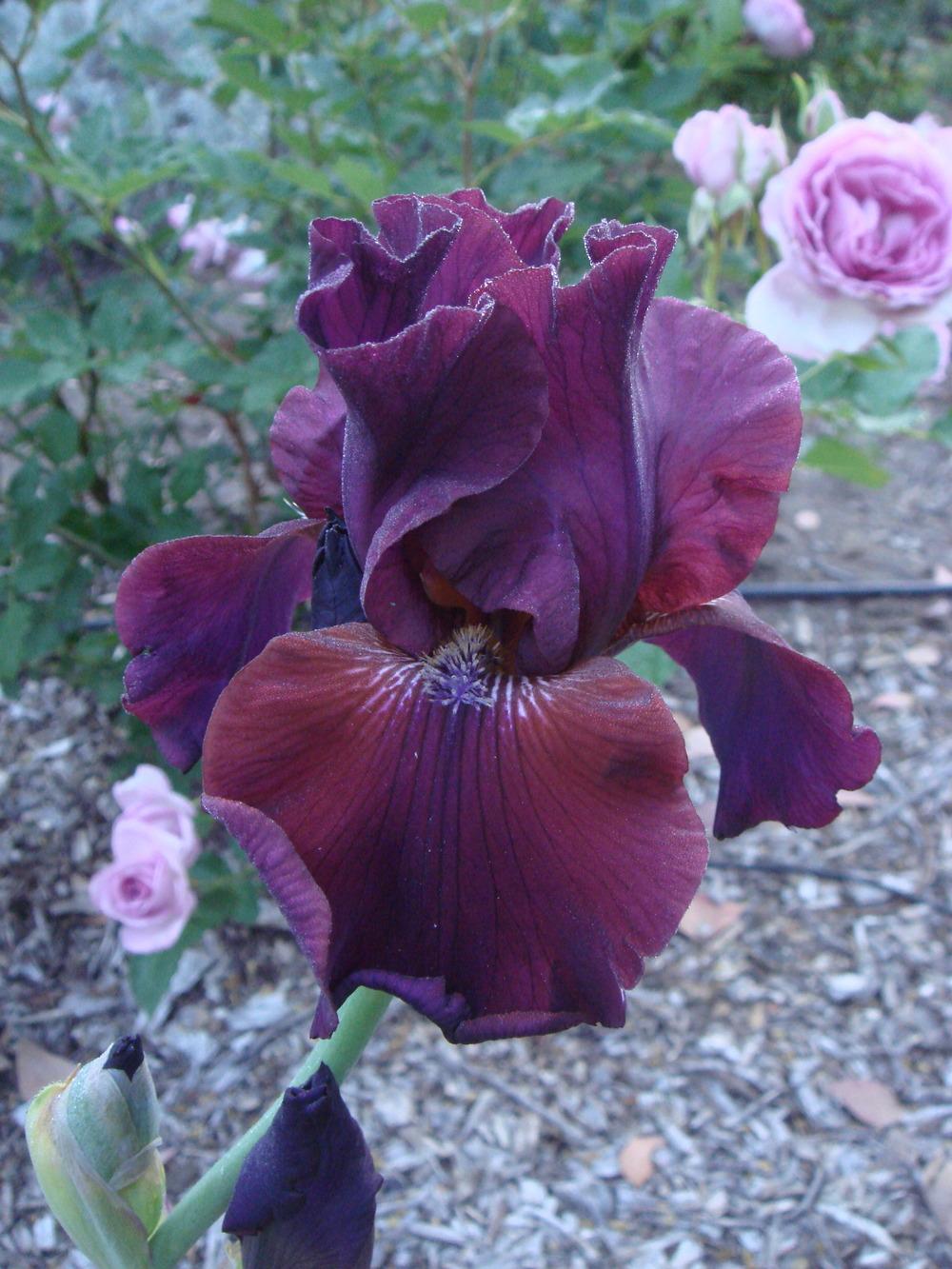 Photo of Tall Bearded Iris (Iris 'Mallory Kay') uploaded by Henhouse