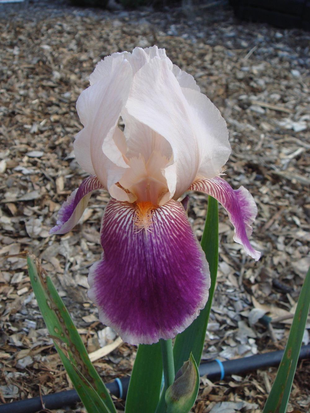 Photo of Tall Bearded Iris (Iris 'Gay Geisha') uploaded by Henhouse