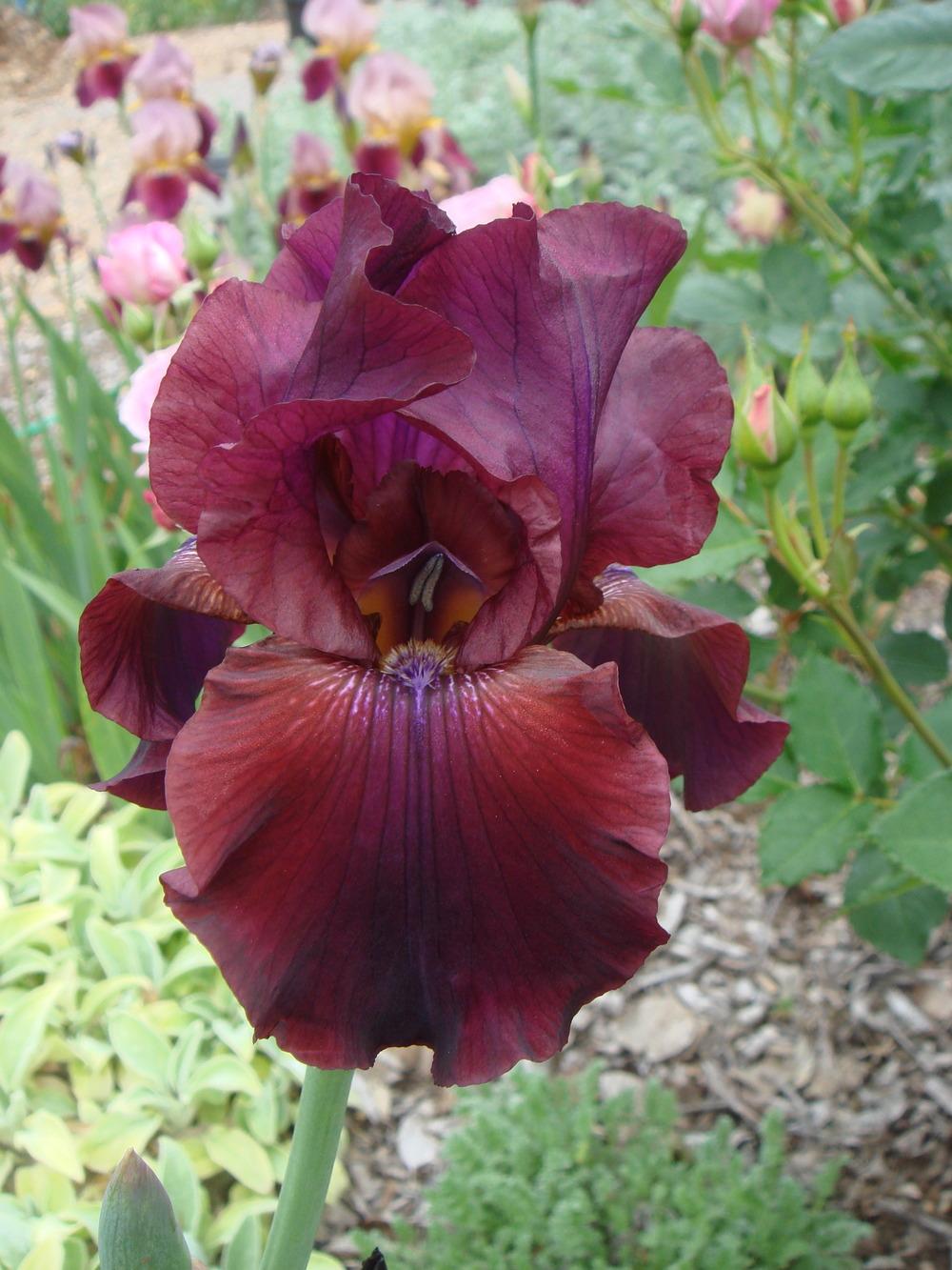 Photo of Tall Bearded Iris (Iris 'Mallory Kay') uploaded by Henhouse