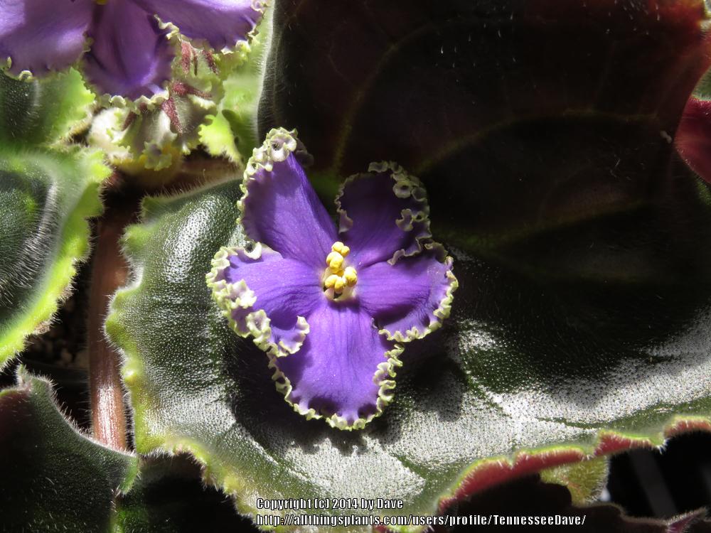 Photo of African Violet (Streptocarpus 'Wendy's Calvin's Frog Pond') uploaded by TennesseeDave
