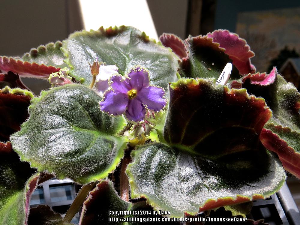Photo of African Violet (Streptocarpus 'Wendy's Calvin's Frog Pond') uploaded by TennesseeDave