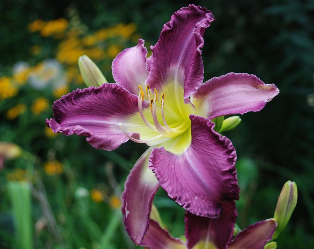 Photo of Daylily (Hemerocallis 'Dream Sequence') uploaded by bearsearch