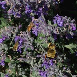 Location: My Garden, Utah
Date: 2014-06-01
Great nectar source #Pollination