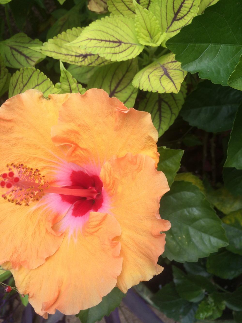 Photo of Tropical Hibiscus (Hibiscus rosa-sinensis 'Mandarin Wind') uploaded by tropicgirl