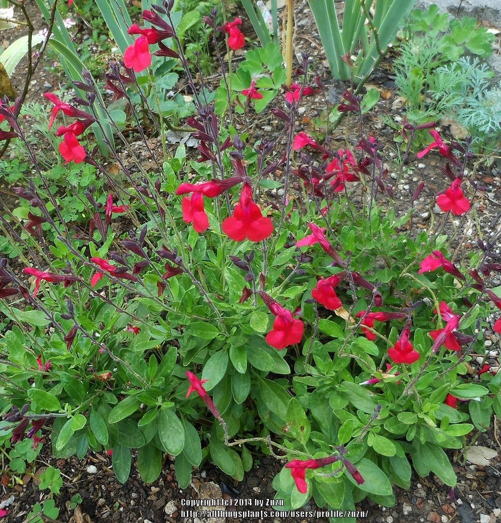 Photo of Autumn Sage (Salvia greggii SallyG™ Groovy Magenta) uploaded by zuzu