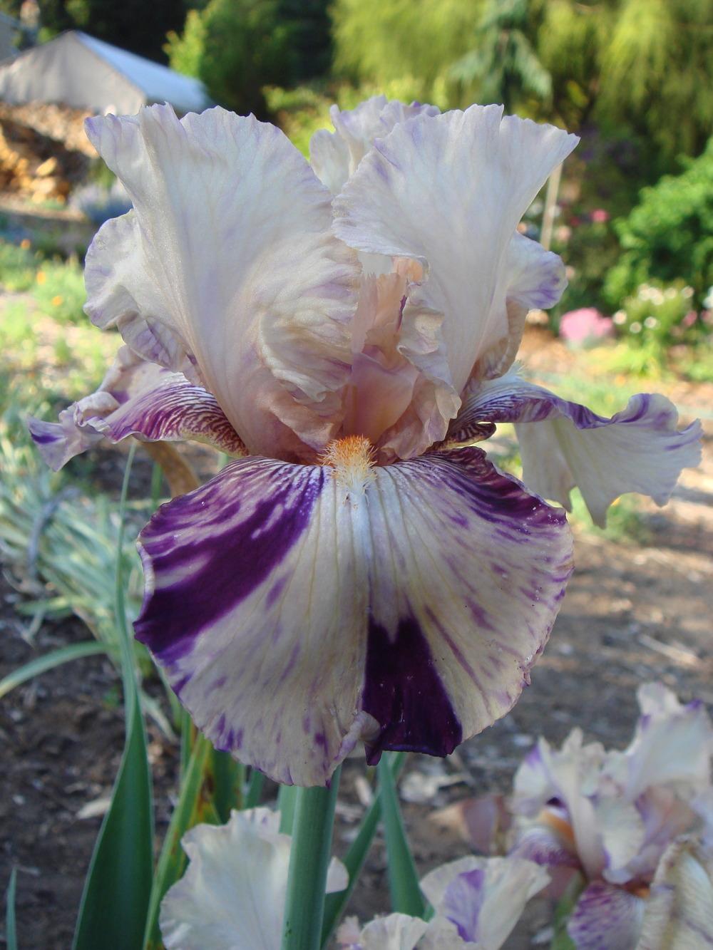 Photo of Tall Bearded Iris (Iris 'Brindled Beauty') uploaded by Henhouse