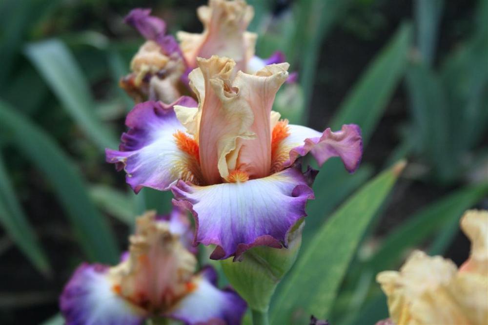 Photo of Tall Bearded Iris (Iris 'Comfortable') uploaded by KentPfeiffer