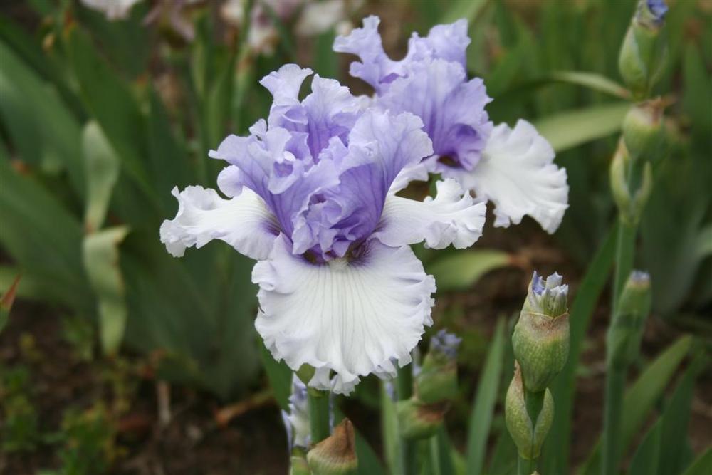 Photo of Tall Bearded Iris (Iris 'Classicana') uploaded by KentPfeiffer