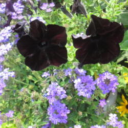 Location: Home Garden..
Date: 2014-08-10
Paired these blackberry petunias with a light purple verbena...Th