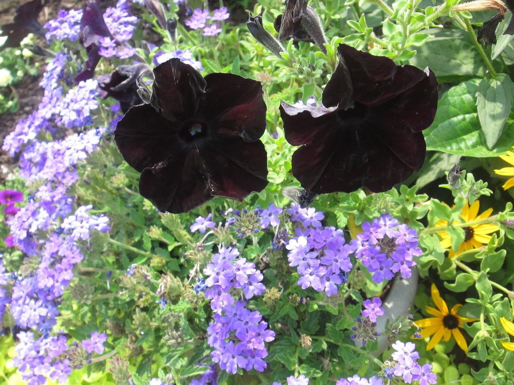 Photo of Grandiflora Petunia (Petunia Sophistica® Blackberry) uploaded by kingconeflower