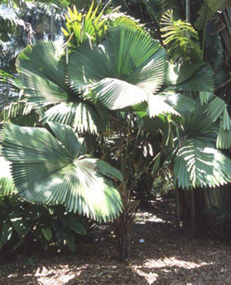 Photo of Palm (Licuala peltata var. sumawongii) uploaded by perta