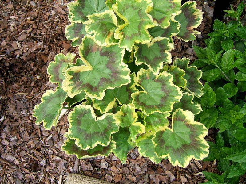 Photo of Storksbill (Pelargonium 'Tricolor') uploaded by pirl
