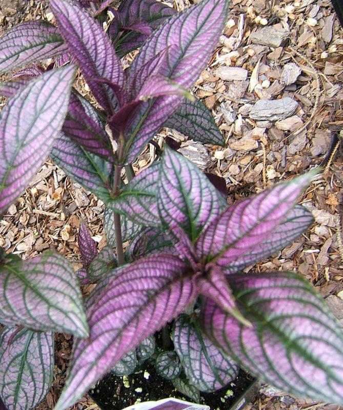 Photo of Persian Shield (Strobilanthes auriculatus var. dyeriana) uploaded by pirl