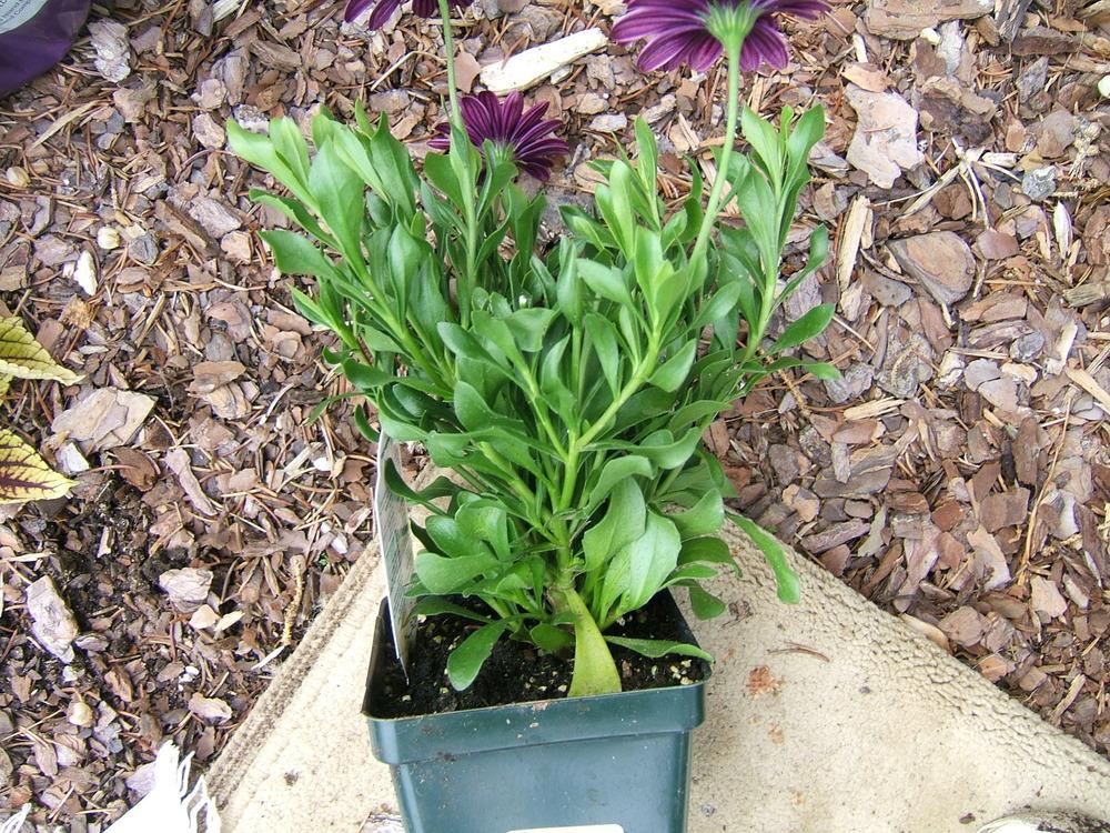 Photo of African Daisy (Osteospermum ecklonis 3D™ Purple) uploaded by pirl