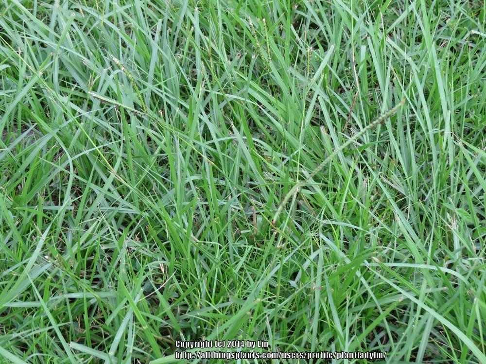 Photo of Dallisgrass (Paspalum dilatatum) uploaded by plantladylin