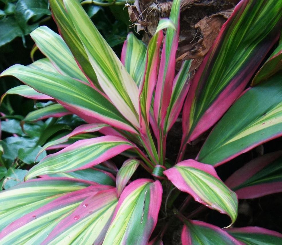 Photo of the leaves of Ti Plant (Cordyline fruticosa 'Kiwi