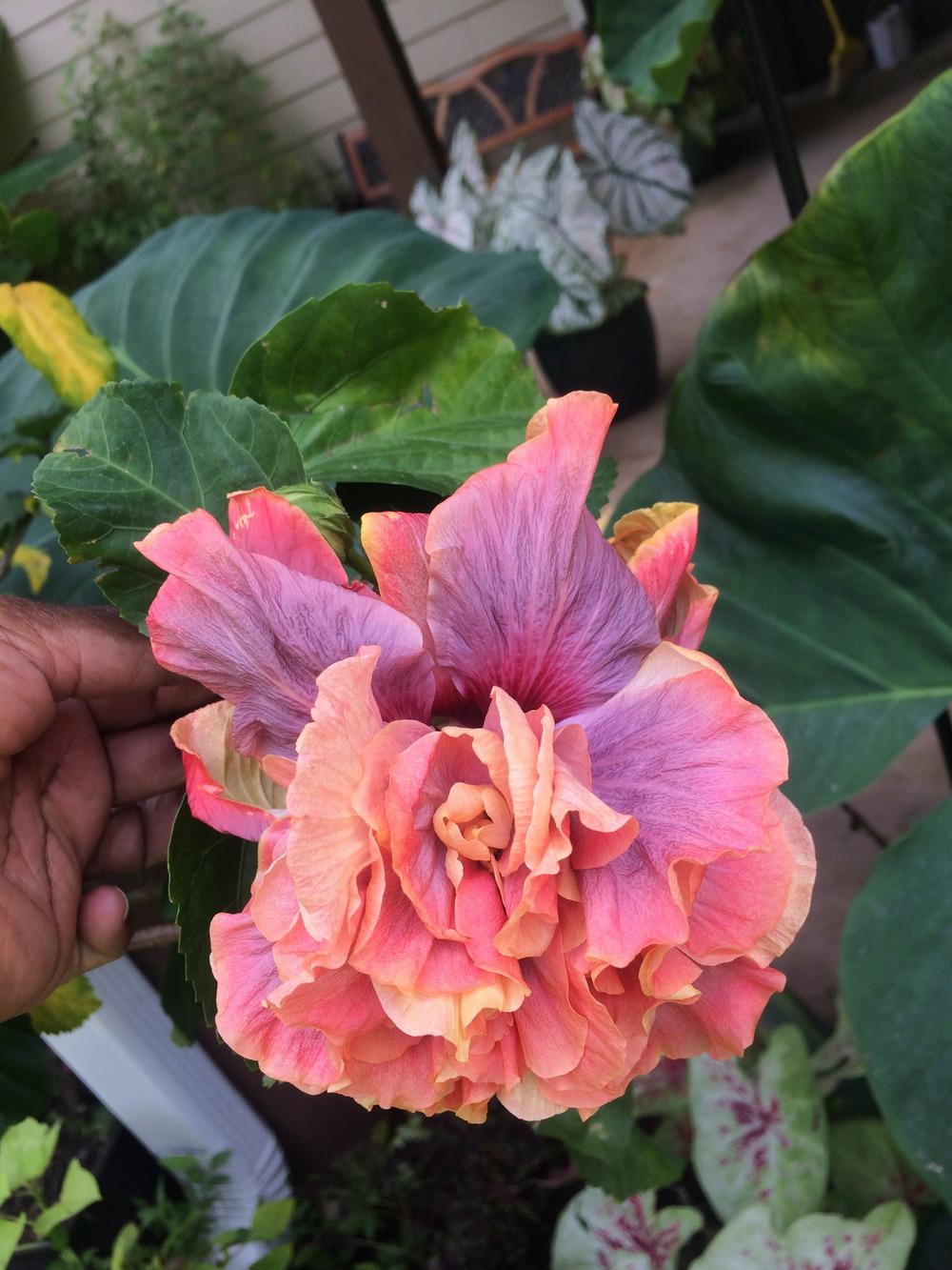 Photo of Tropical Hibiscus (Hibiscus rosa-sinensis 'Queen of Dreams') uploaded by tropicgirl