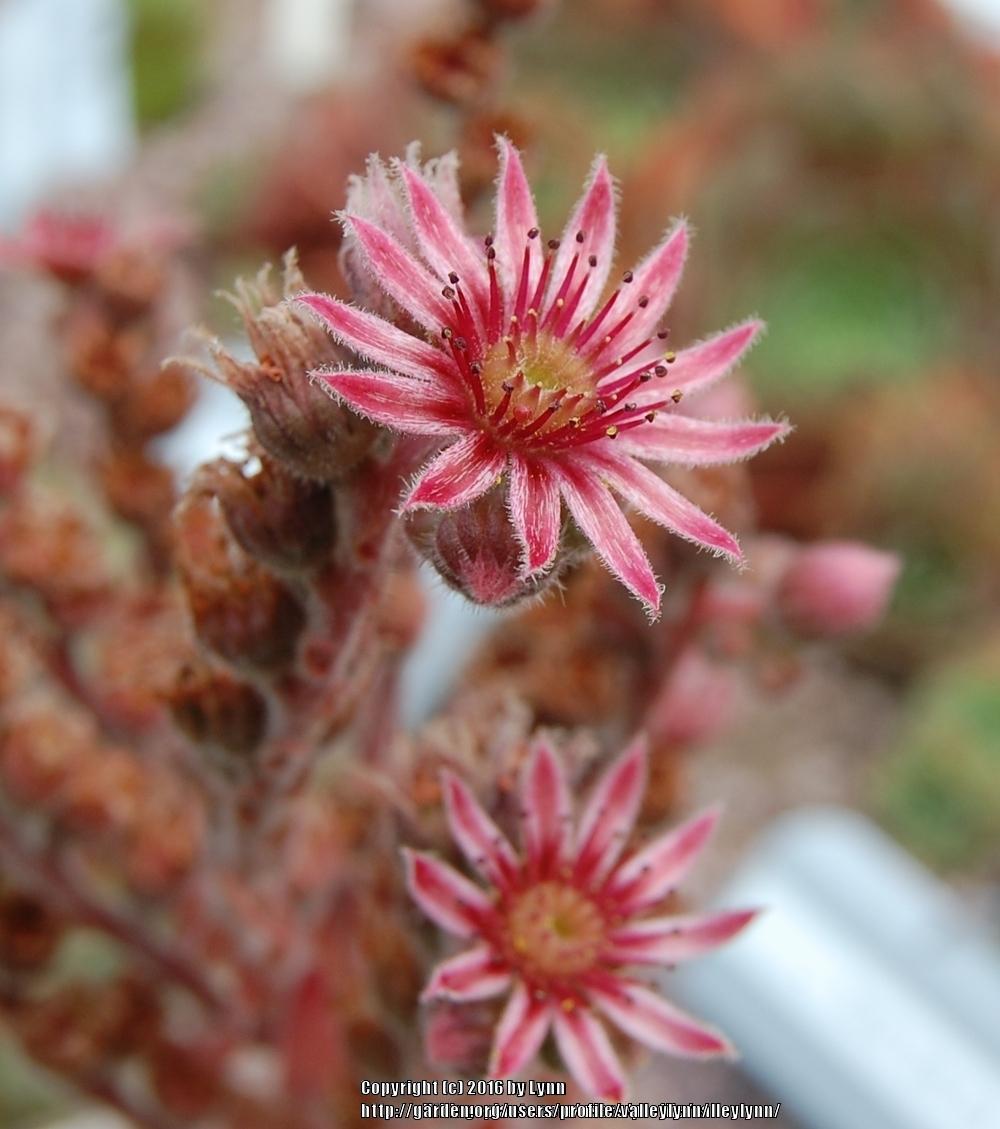 Photo of Hen and Chicks (Sempervivum 'Pacific Taffy Pink') uploaded by valleylynn