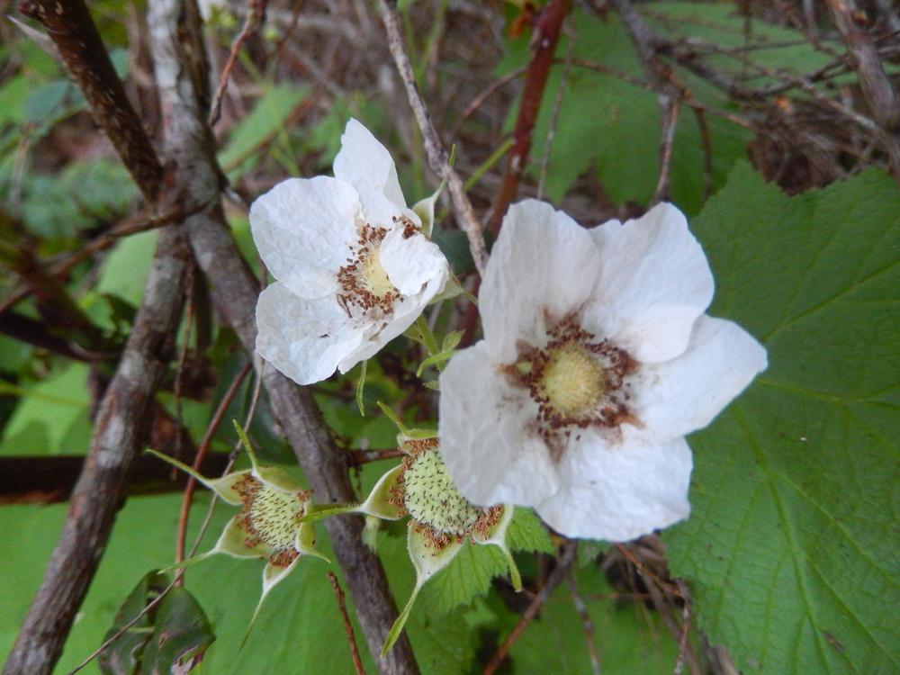 Photo of Thimbleberry (Rubus nutkanus) uploaded by Bonehead