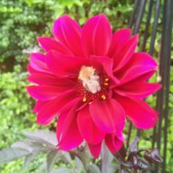 Location: The garden at Sanabria
Date: 2014-08-08
It really is cerise. I post one with a bee for scale. The next ph