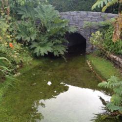 Location: The garden at Sanabria
Date: 2014-08-08
In the far left corner beside the bridge in the garden. I will fo