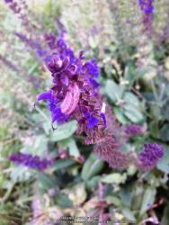 Thumb of 2014-08-19/Catmint20906/612a64