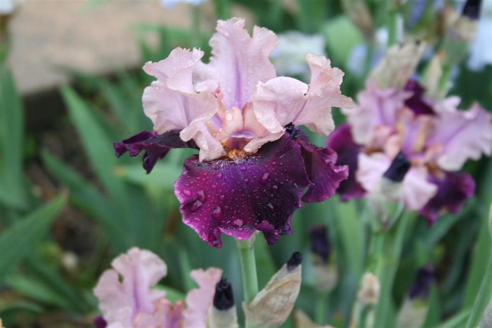 Photo of Tall Bearded Iris (Iris 'Dawn to Dusk') uploaded by KentPfeiffer