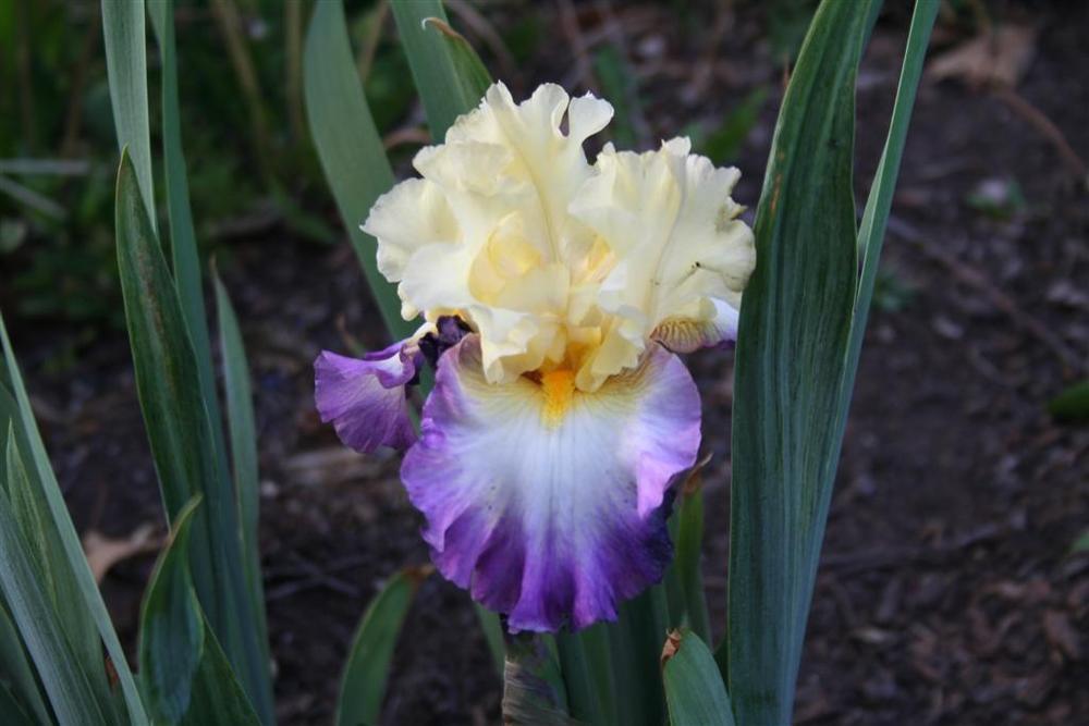 Photo of Tall Bearded Iris (Iris 'Day on the Bay') uploaded by KentPfeiffer