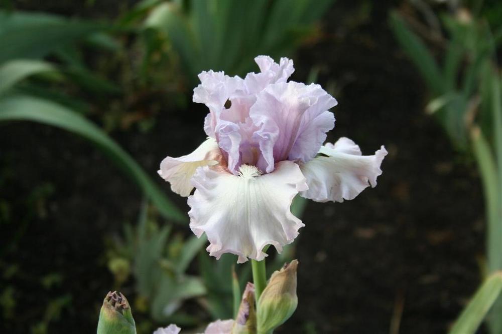 Photo of Tall Bearded Iris (Iris 'Dearie') uploaded by KentPfeiffer