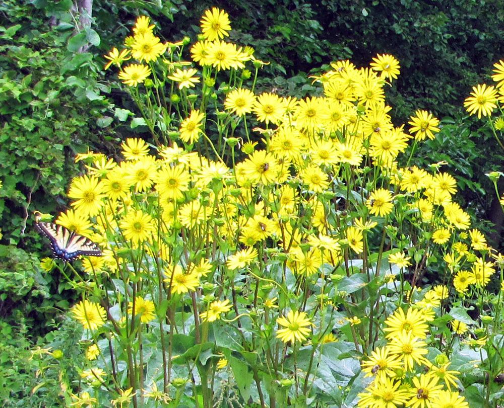 Photo of Cup Plant (Silphium perfoliatum) uploaded by TBGDN