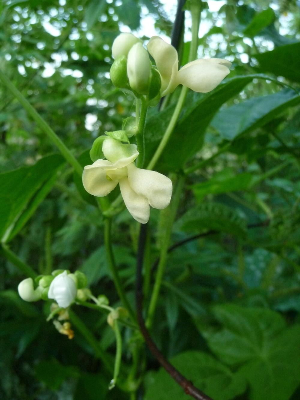 Photo of Pole Green Bean (Phaseolus vulgaris 'McCaslan') uploaded by gardengus