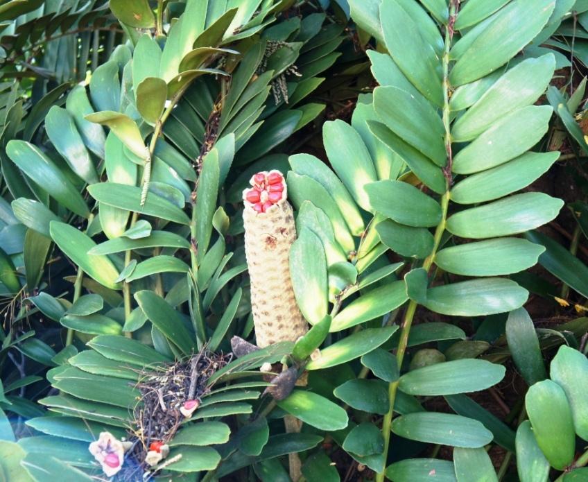 Photo of Cardboard Palm (Zamia furfuracea) uploaded by skylark