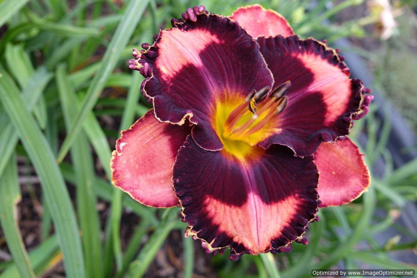 Photo of Daylily (Hemerocallis 'Check Me Out') uploaded by Calif_Sue