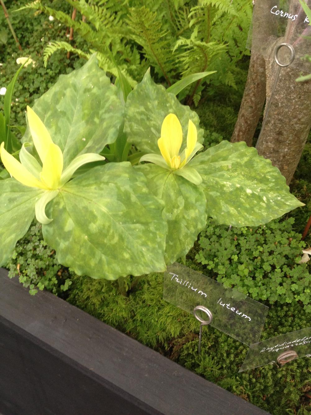 Photo of Yellow Trillium (Trillium luteum) uploaded by Cantillon