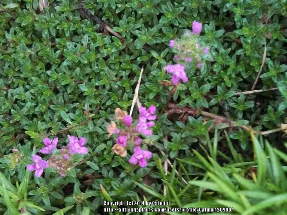 Photo of Red Creeping Thyme (Thymus praecox 'Coccineus') uploaded by Catmint20906