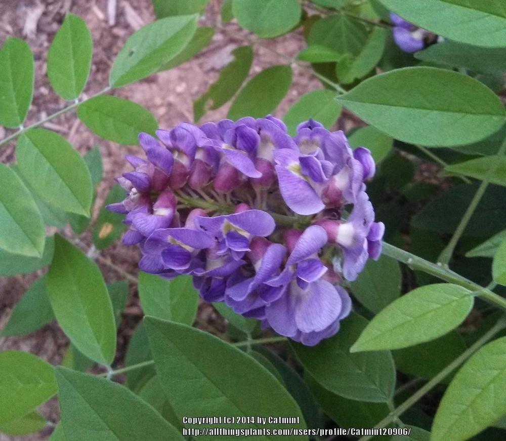 Photo of American Wisteria (Wisteria frutescens 'Amethyst Falls') uploaded by Catmint20906