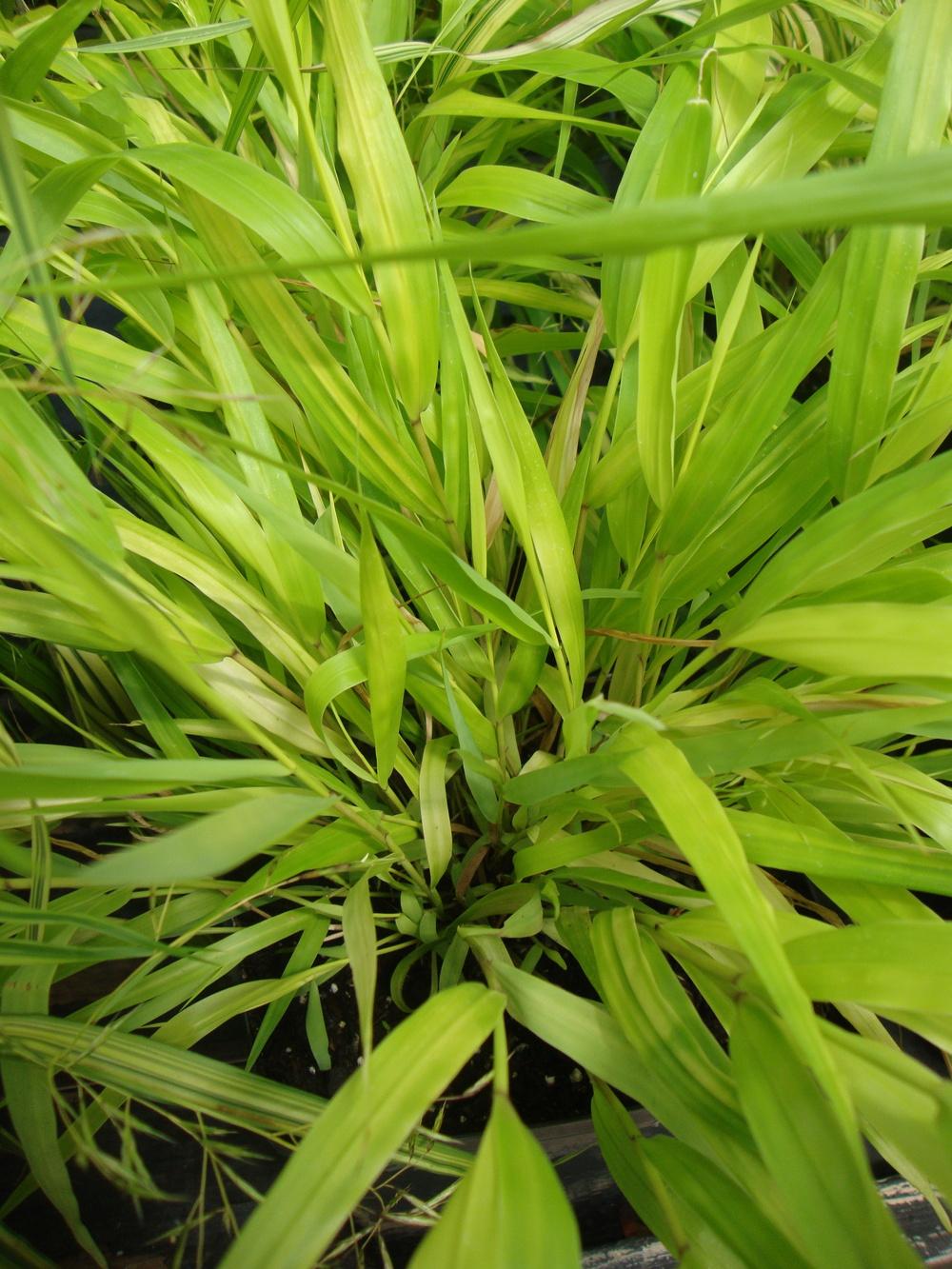 Photo of Japanese Forest Grass (Hakonechloa macra 'All Gold') uploaded by Paul2032