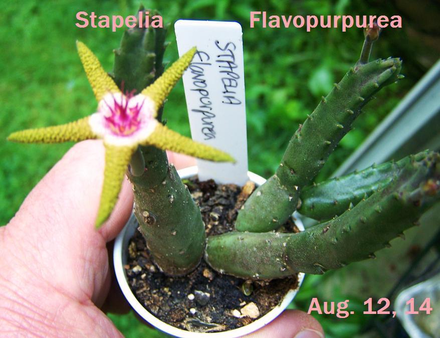 Photo of Ceropegia flavopurpurea uploaded by Stush2019
