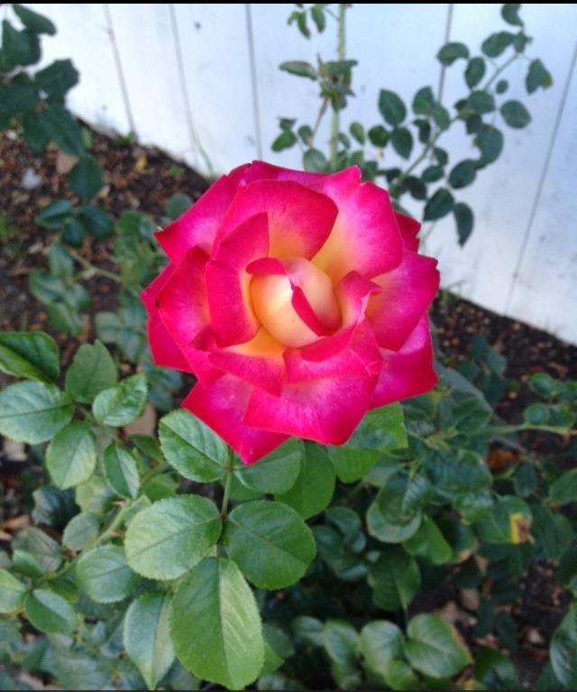 Photo of Rose (Rosa 'Dick Clark') uploaded by Mark619