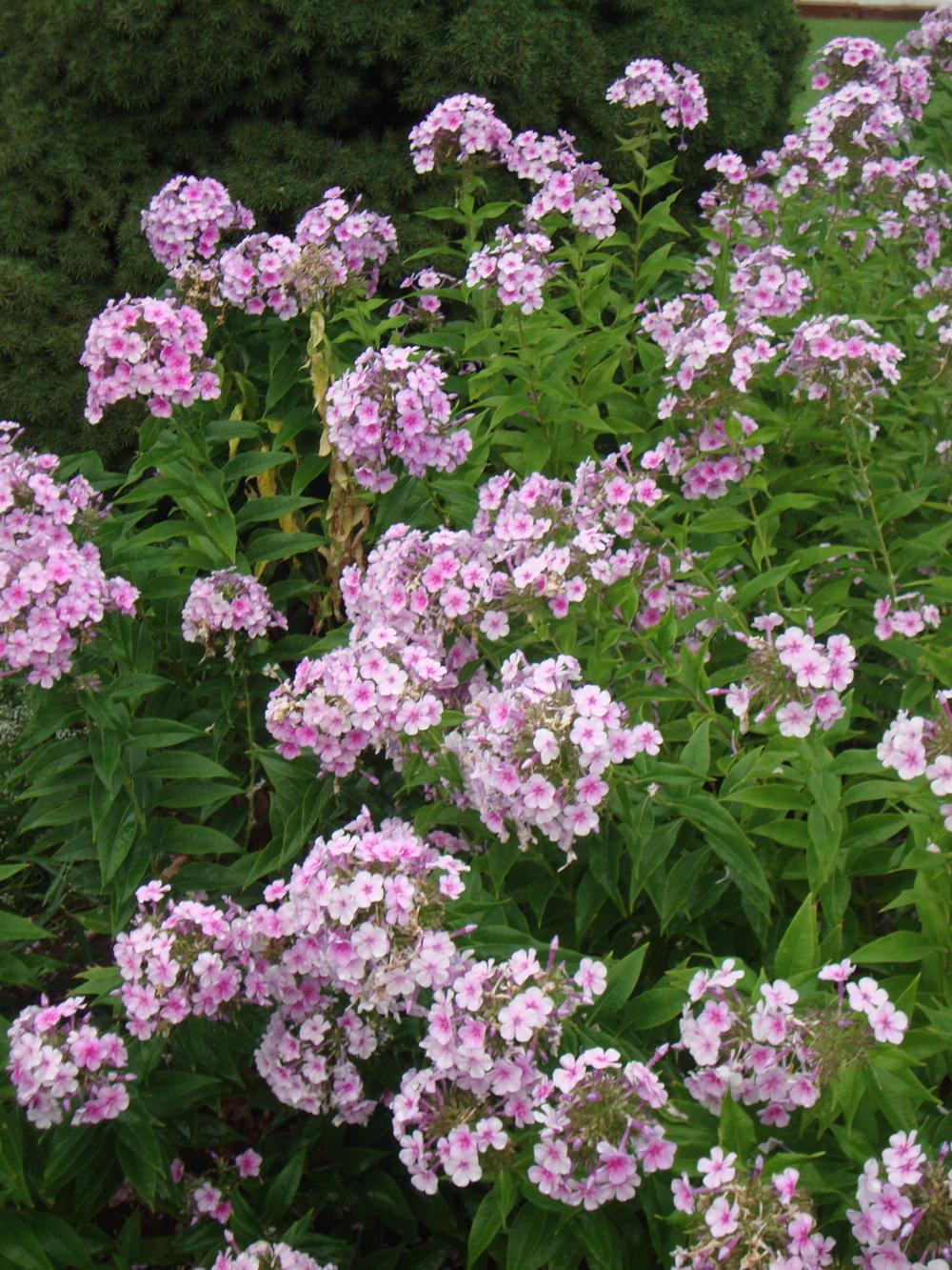 Photo of Phloxes (Phlox) uploaded by Paul2032