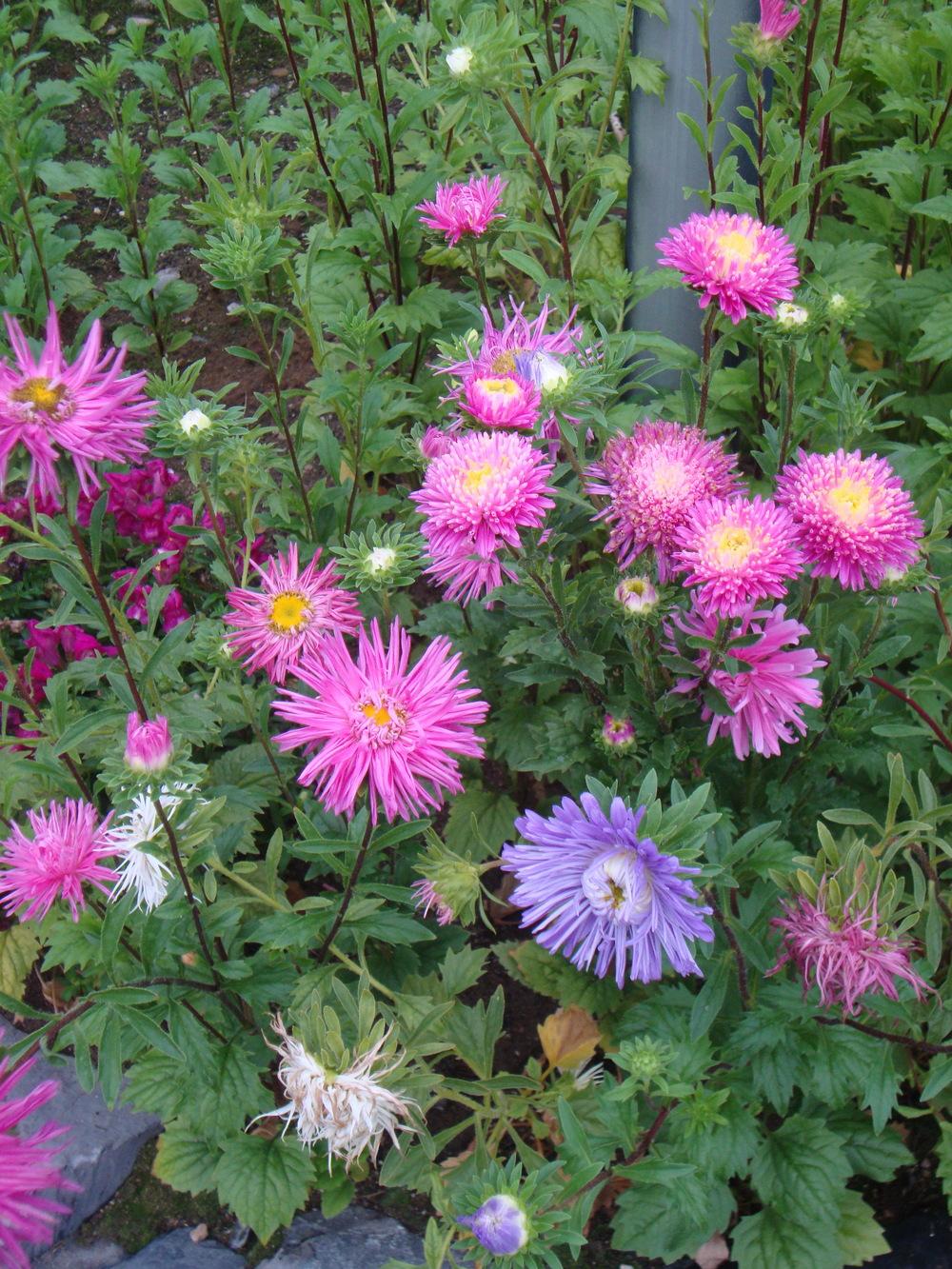 Photo of China Aster (Callistephus chinensis) uploaded by Paul2032