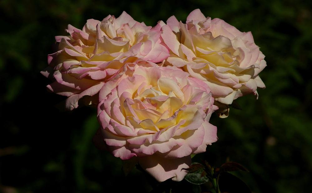 Photo of Hybrid Tea Rose (Rosa 'Peace') uploaded by dirtdorphins