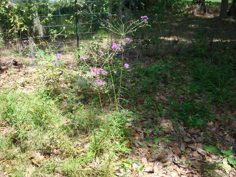 Photo of Narrow Leaf Ironweed (Vernonia angustifolia) uploaded by flaflwrgrl