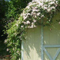 Location: My friend Lynn's garden shed.
Date: 2011-0521