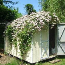 Location: My friend Lynn's garden shed.
Date: 2011-0521